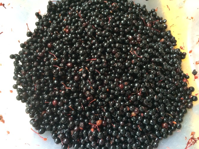 freshly harvested elderberries