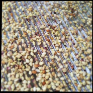 seeds ready to sprout