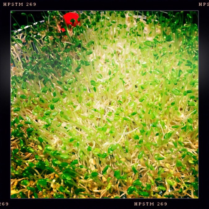 sprouting alfalfa