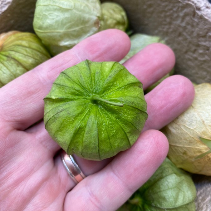 Physalis philadelphica